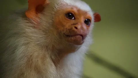 A white fur Tamarin Stock Footage 270872218