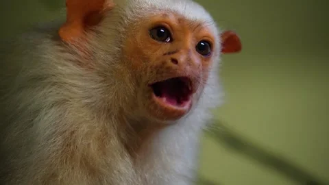 A white fur Tamarin head Stock Footage 270660446
