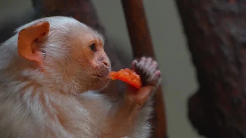A white fur Tamarin Monkey Stock Footage 271509895