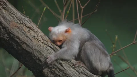 A white fur Tamarin Monkey Stock Footage 271511196