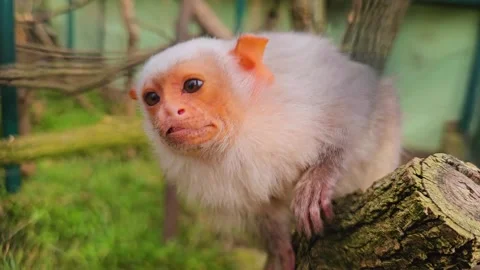 A white fur Tamarin monkey Stock Footage 271543201
