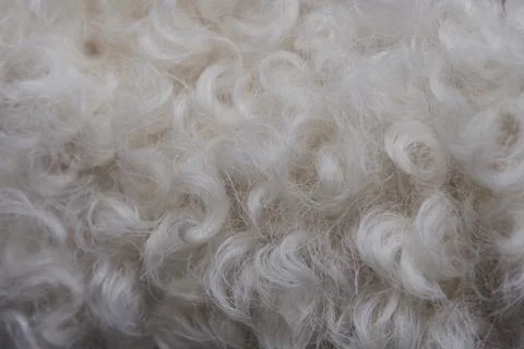 White fur texture Stock Photos