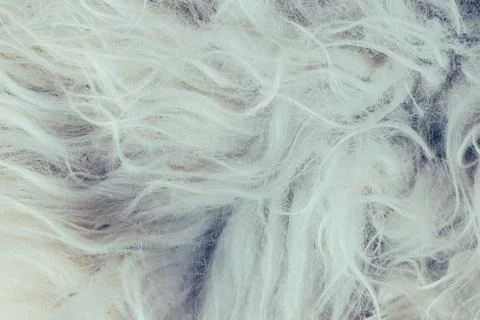 White fur winter background. Close up Stock Photos