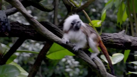 White-furred monkey perches on a gnarled tree branch Stock Footage 331445060