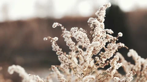 White fuzzy bush/tree in the winter time. Stock Footage 236704371
