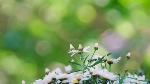 White garden flowers blown by wind during summer closeup 動画素材 77626989