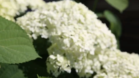 White garden hydrangea blooming in the garden close-up. Stock Footage 201520969