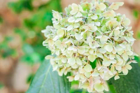 White garden hydrangea Stock Photos