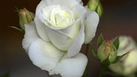 White garden rose, close-up Stock Footage 166744343