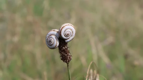White garden snails on the blades of grass Stock Footage 246297618