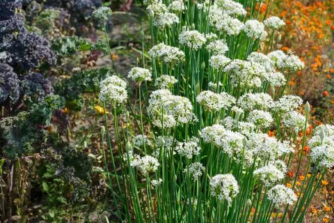 White Garlic Chives in Bloom in Diagonal Garden Bed Layout. Stock Photos