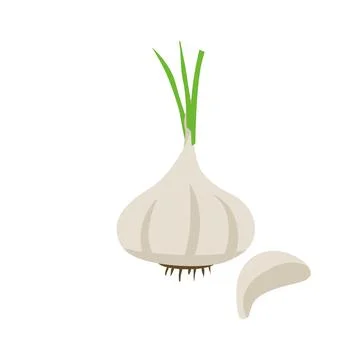 White garlic pieces vector illustration isolated on white background Stock Illustration
