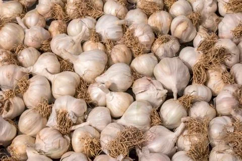 White garlic pile texture. Foto stock