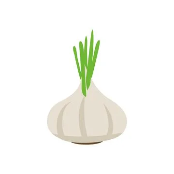 White garlic vector illustration isolated on white background Stock Illustration