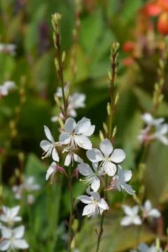 White Gaura Stock Photos