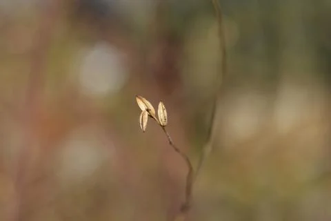 White Gaura Stock Photos
