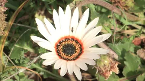A white gazania with a bug on it. Stock Footage 12600593