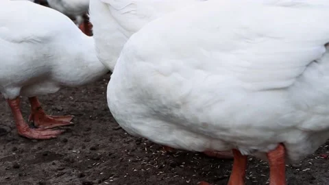 White geese close-up feed in the open air, poultry walk and search for food. Stock Footage 160055903