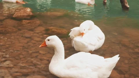 White geese create a tranquil ambiance on the Turkish lake, a slice of calm Stock Footage 255899017