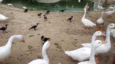 White geese with crows gathered beside pond in zoological garden, Karachi Stockbeeldmateriaal 341316877