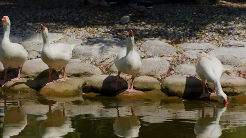 White geese flock drinking, feeding at rocky waterside habitat Stock Footage 345700904
