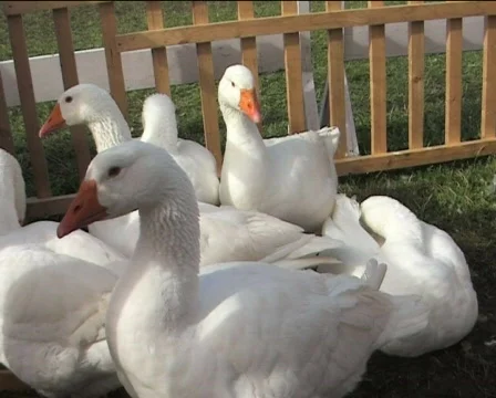 White geese Video stock 84958