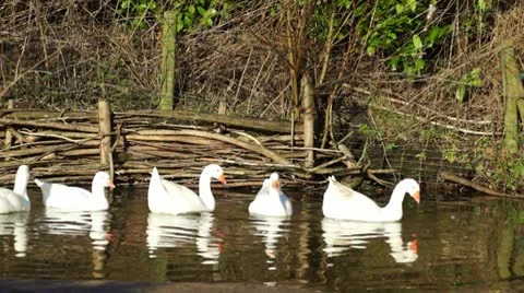 White geese Stock Footage 10608143