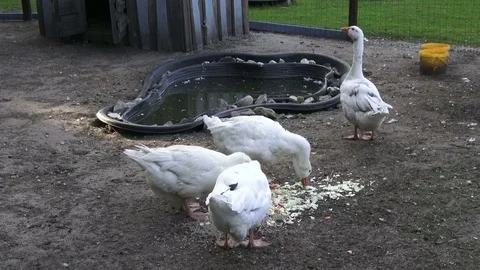 White geese Stock Footage 81000078