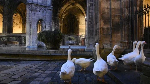White geese Stock Footage 87289071
