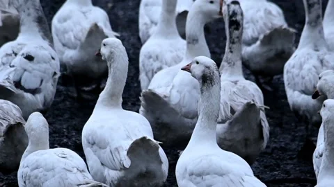 White geese in the mud walk through the clearing on an autumn day after rain Video stock 221095774