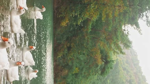 White geese peacefully float on a Turkish lake along the Lycian Way, a Stock Footage 255898982