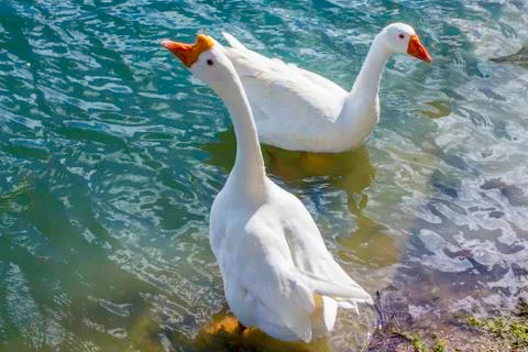 White geese Stock Photos