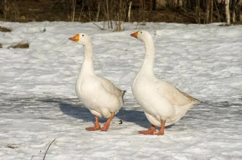 White geese. Stock Photos