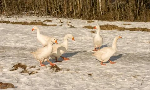 White geese. Stock Photos