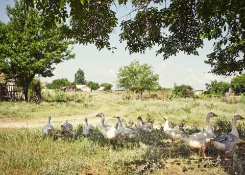 White geese Stock Photos