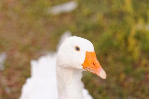White Geese Stock Photos