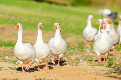 White geese Photos