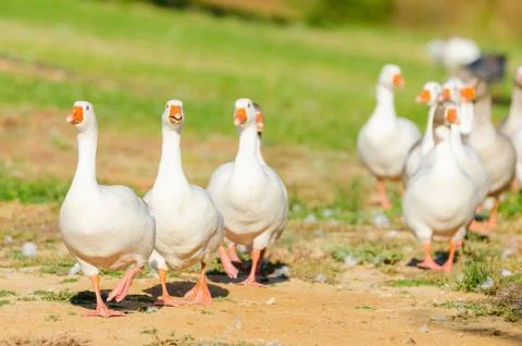 White geese Stock Photos