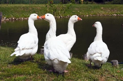 White geese Stock Photos
