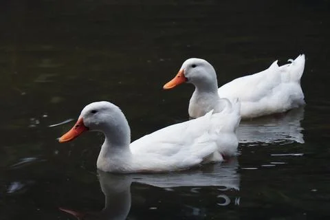 White geese Stock Photos