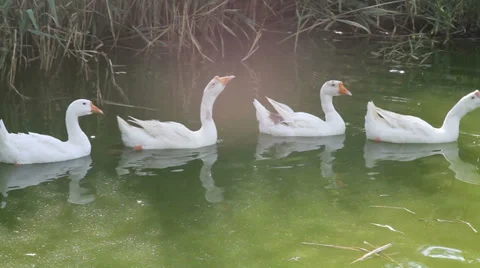 White geese in the pond Stock Footage 27660732