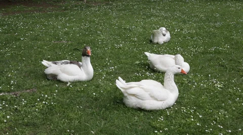 White geese resting Video stock 32161182