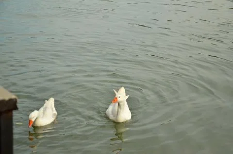 White Geese in River Stock Photos