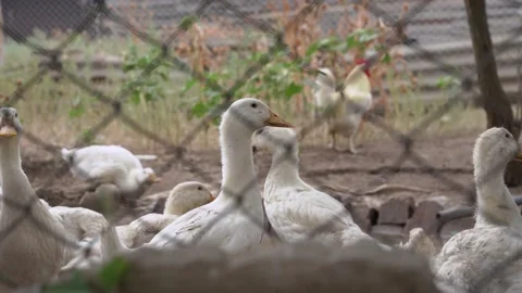 White geese shooting from a wire mesh fence. Rooster with a red comb on Stock-Footage 137099513