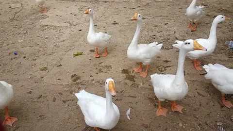 White geese standing on sandy ground in zoological garden during daytime Stock Footage 341318970
