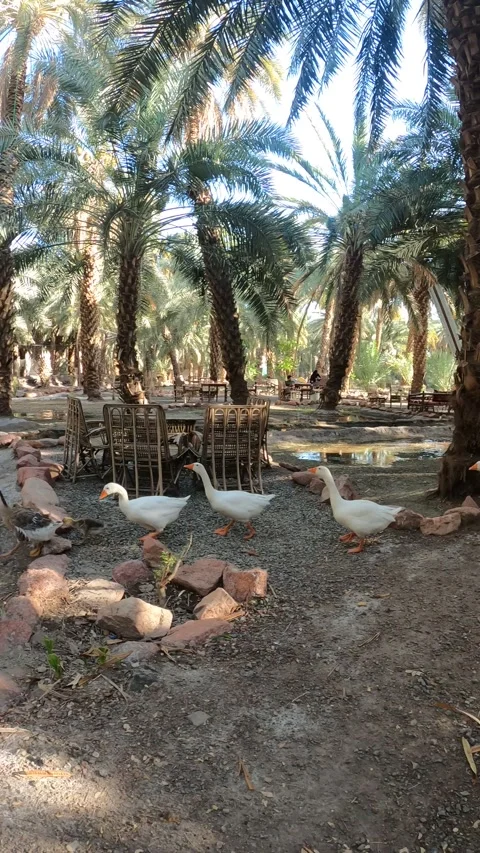 White Geese Walking Through a Peaceful Palm Grove Oasis Vídeo Stock 337241389