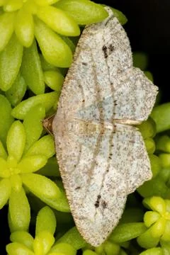 White Geometer Moth Stock Photos