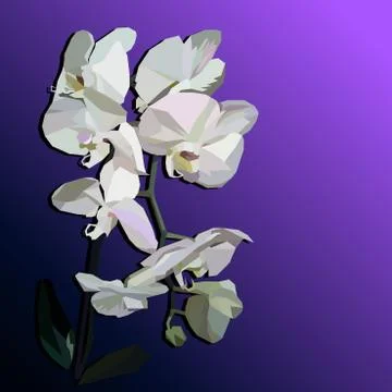 White geometric orchid Stock Illustration