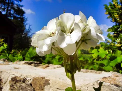 White Geranium Bloom Stock Photos