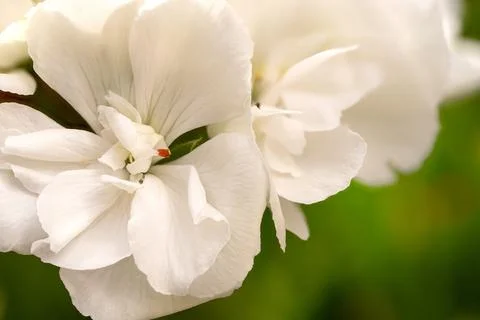 White Geranium Blossom Close Up with Soft Green Background Stock Photos